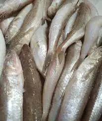 ARMOUT. عرموط  بلدي